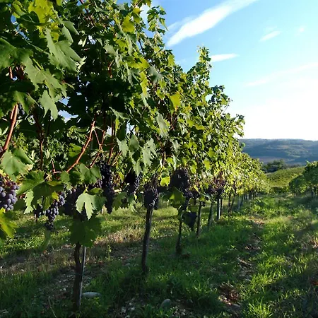 Il Borghetto Country Gospodarstwo agroturystyczne *