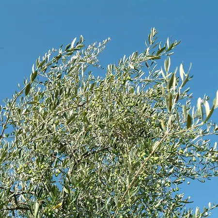 Il Borghetto Country Gospodarstwo agroturystyczne San Casciano in Val di Pesa