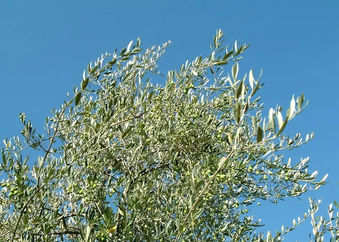 Il Borghetto Country مزرعة للإقامة سان كاشّانو إنْ فال دي بيزا